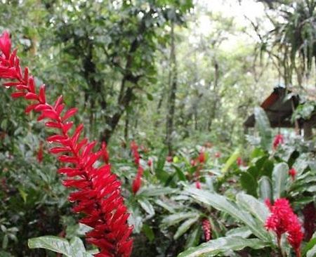 Chatos Cabanas El Panchan Palenque Dış mekan fotoğraf