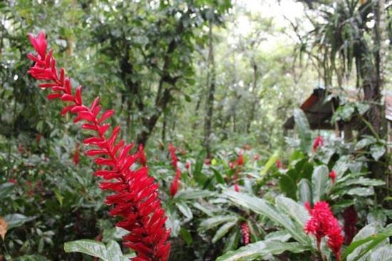 Chatos Cabanas El Panchan Palenque Dış mekan fotoğraf